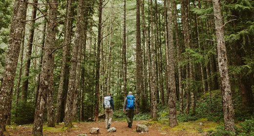 Two people hiking in wooded area with very tall trees