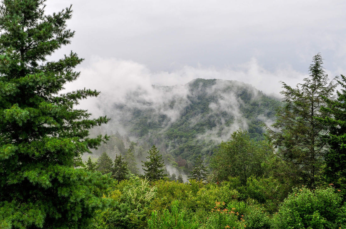 Backpacking In The Smokies: An Insider’s Guide