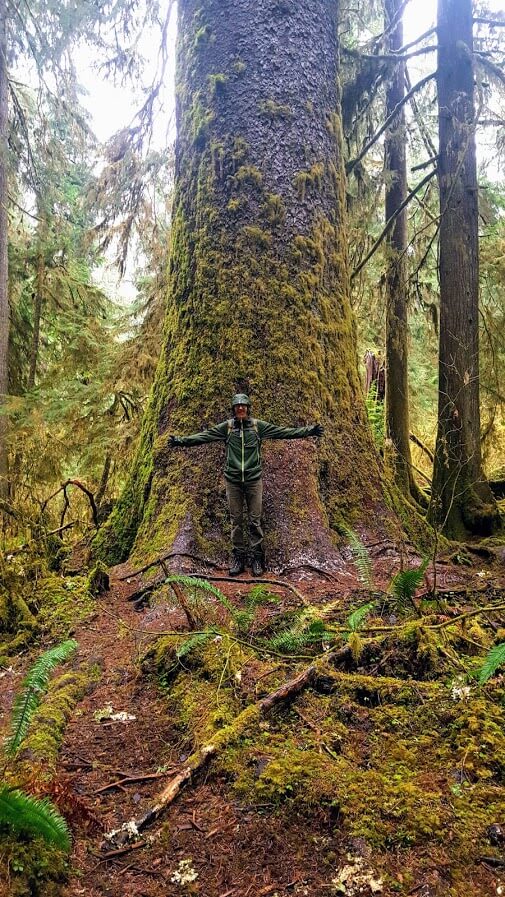 Ryan_Anderson_Huge_Tree_Hoh_Rainforest