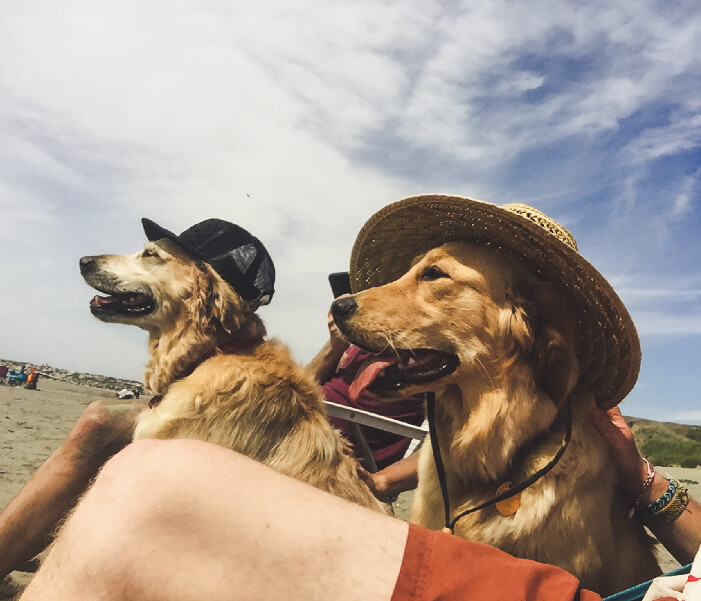 Beach_Dogs